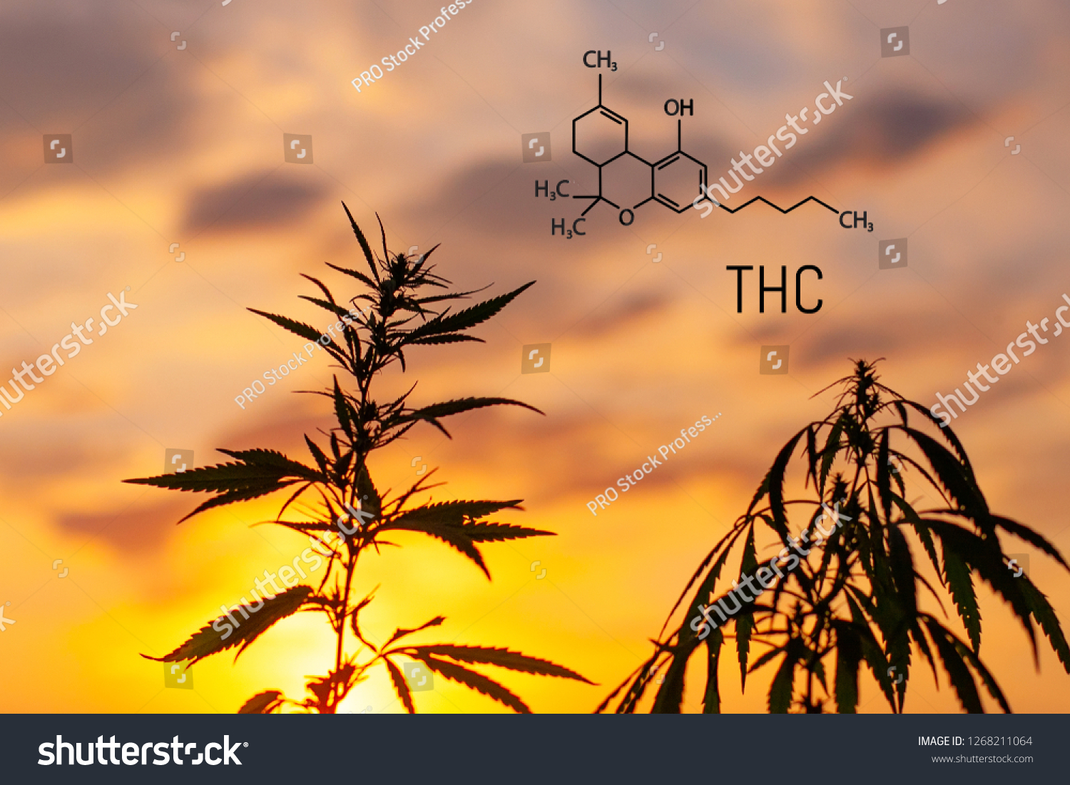 Tetrahydrocannabinol Drawn His Chemical Formula Structural Stock Photo ...