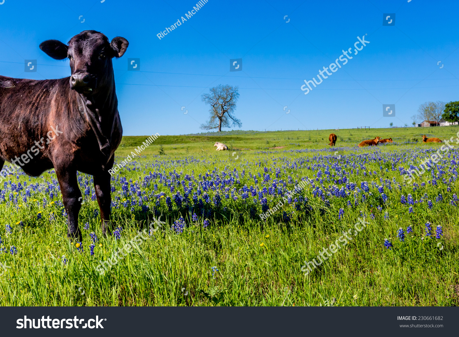 Texas Black Angus Cow Field Famous Stock Photo 230661682  Shutterstock