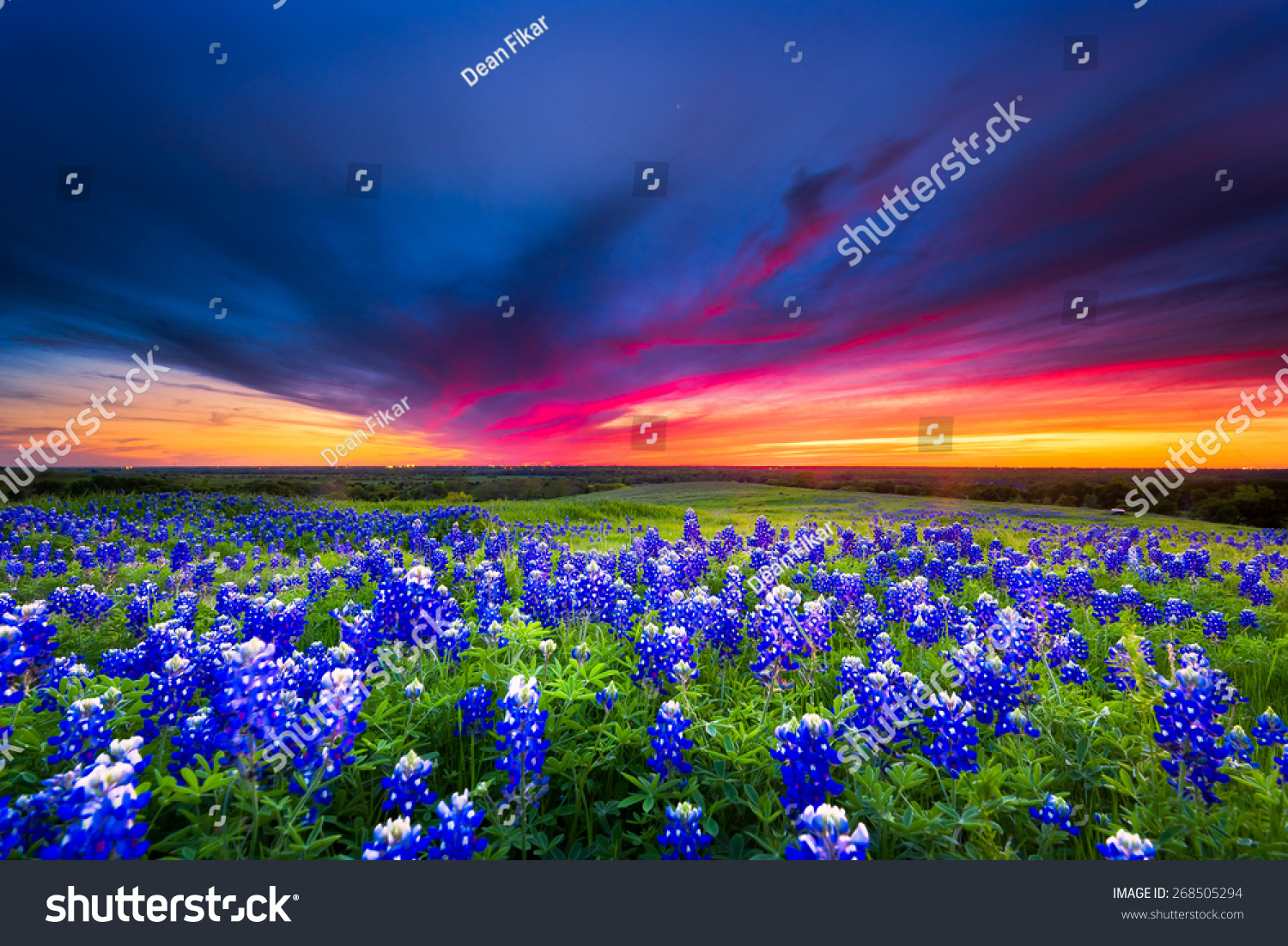 Texas Pasture Filled With Bluebonnets At Sunset Stock Photo 268505294 ...