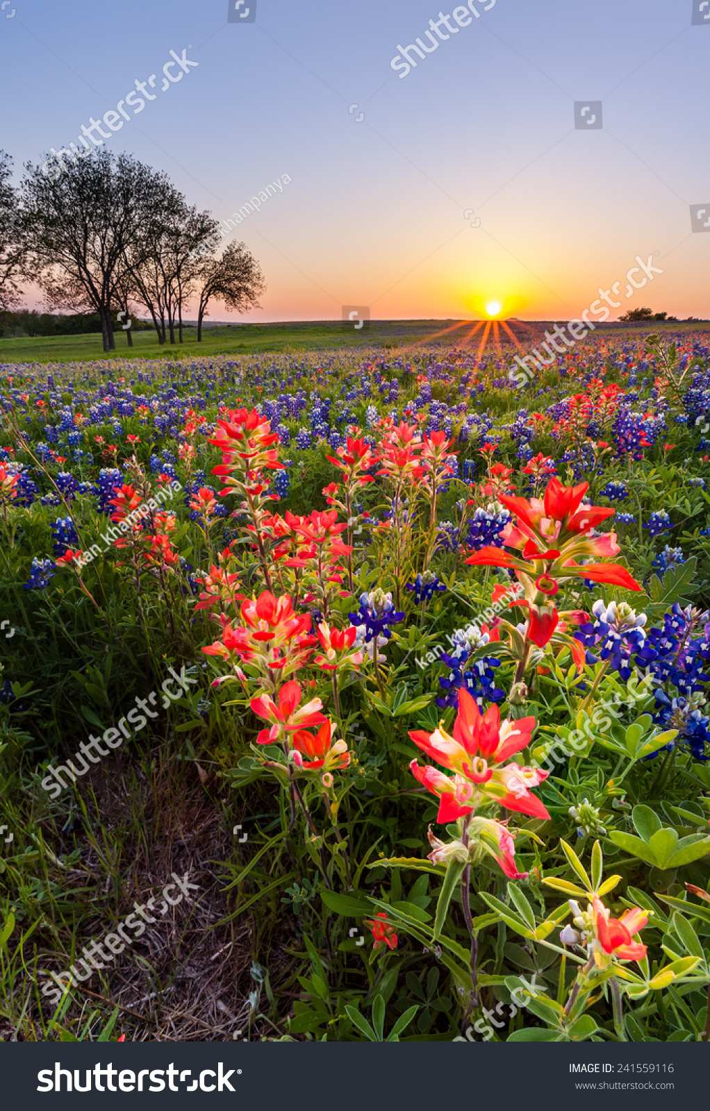 Texas Wildflower Bluebonnet Indian Paintbrush Sunset Stock Photo ...