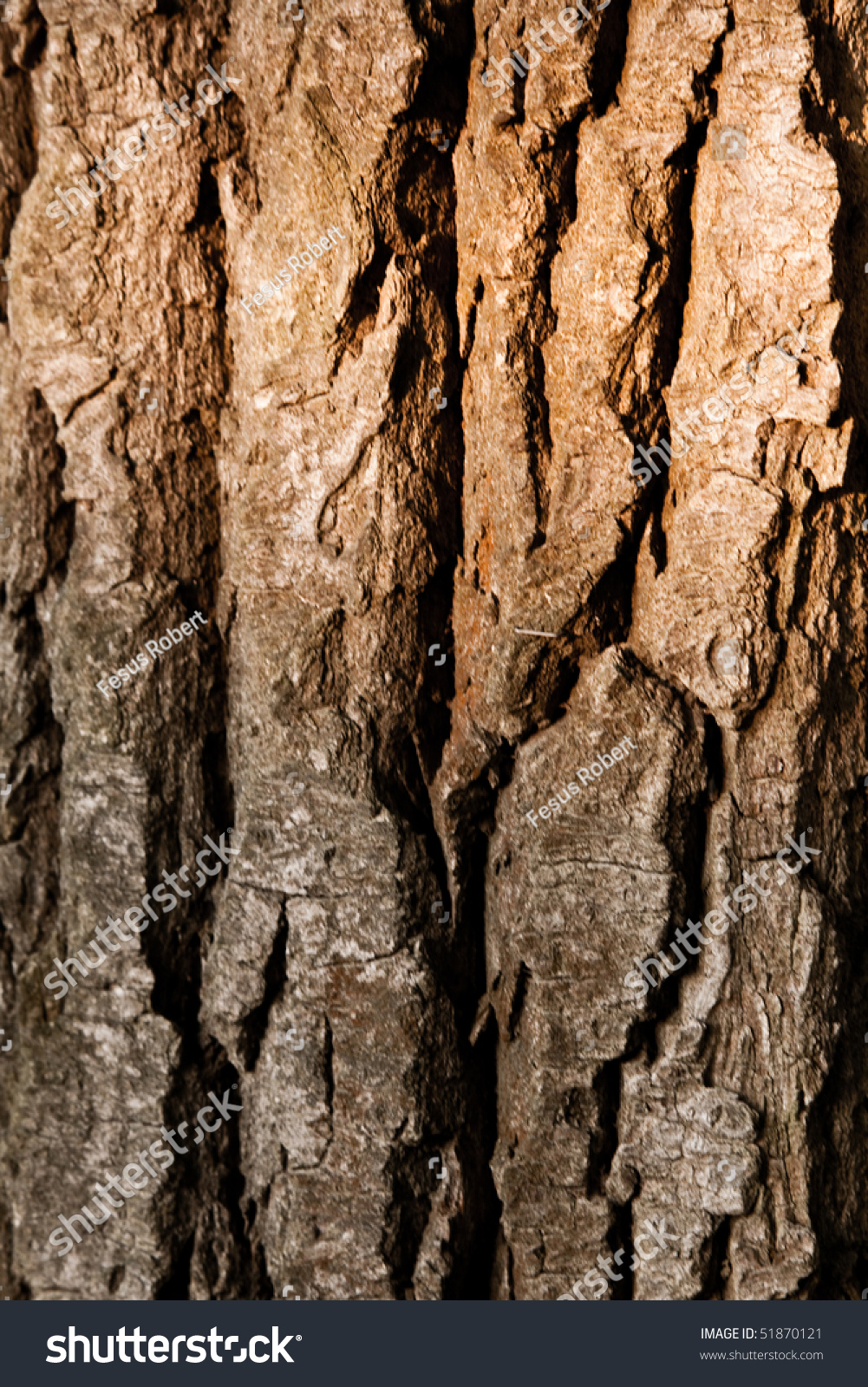 Texture Tree Bark Stock Photo Edit Now