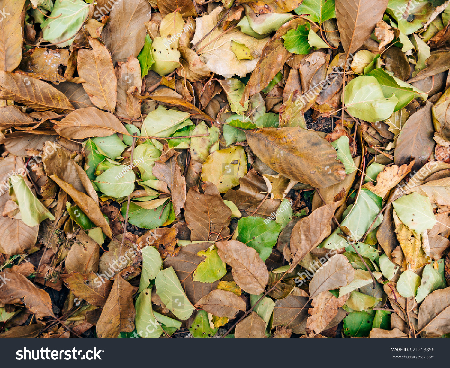 Texture Autumn Leaves Yellow Fallen Leaves Stock Photo Edit Now