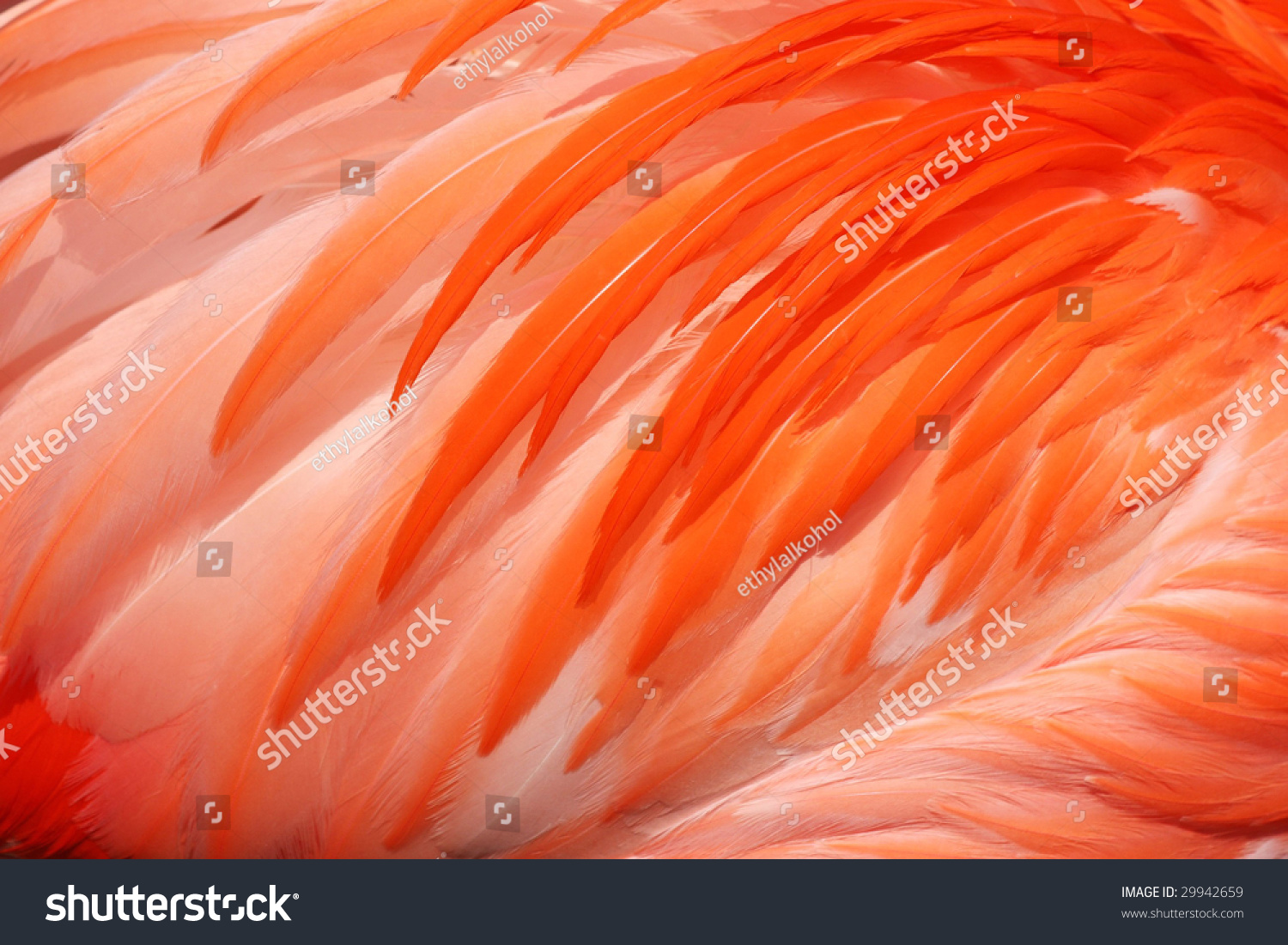 Texture Of Pink Flamingo Feathers Stock Photo 29942659 : Shutterstock