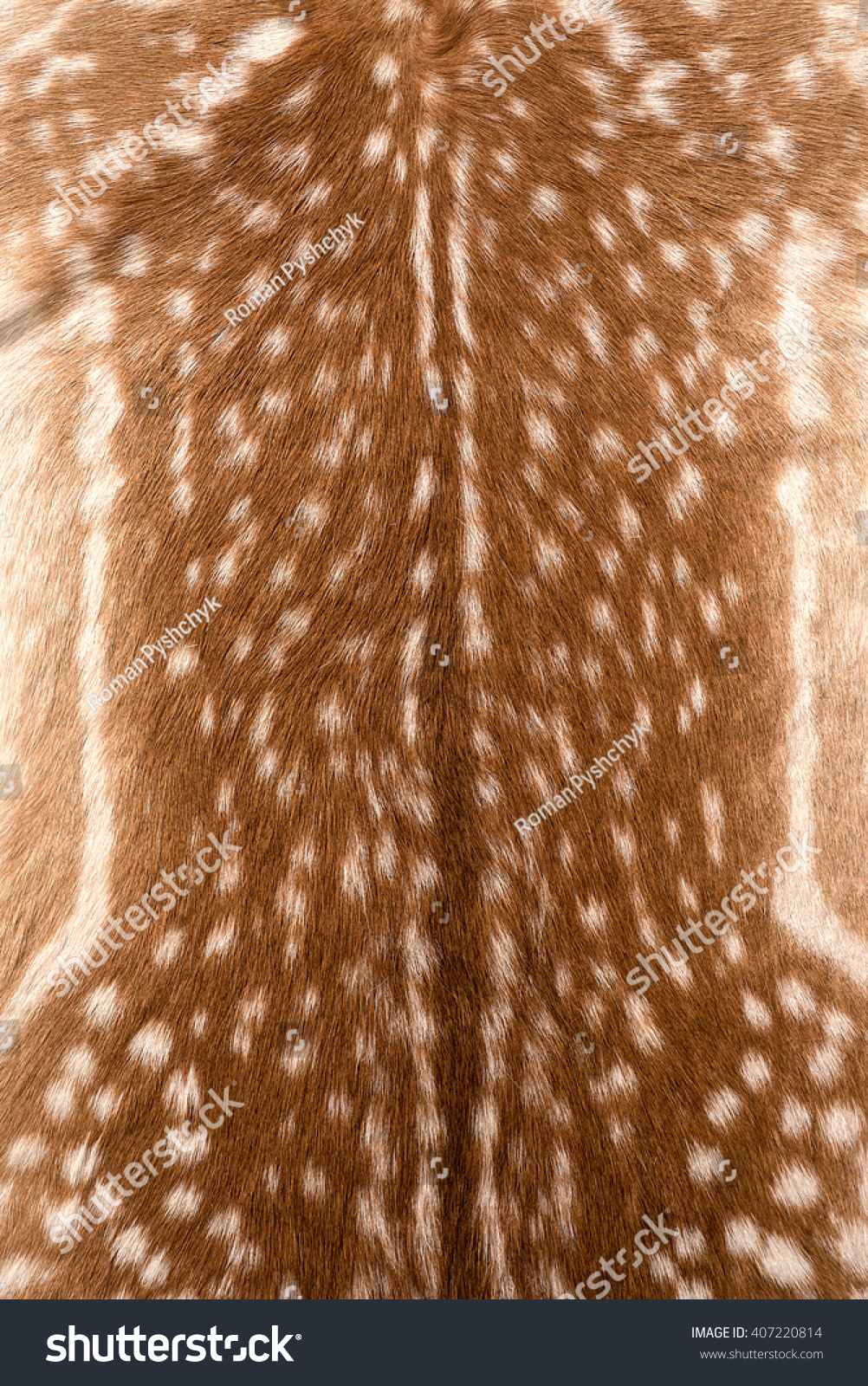 Texture Real Axis Sika Deer Fur Animals Wildlife Stock Image