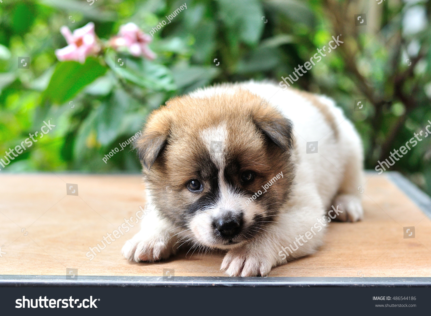 Thai Bangkaew Dog Bangkaew Puppy Portrait Animals Wildlife Stock Image 486544186