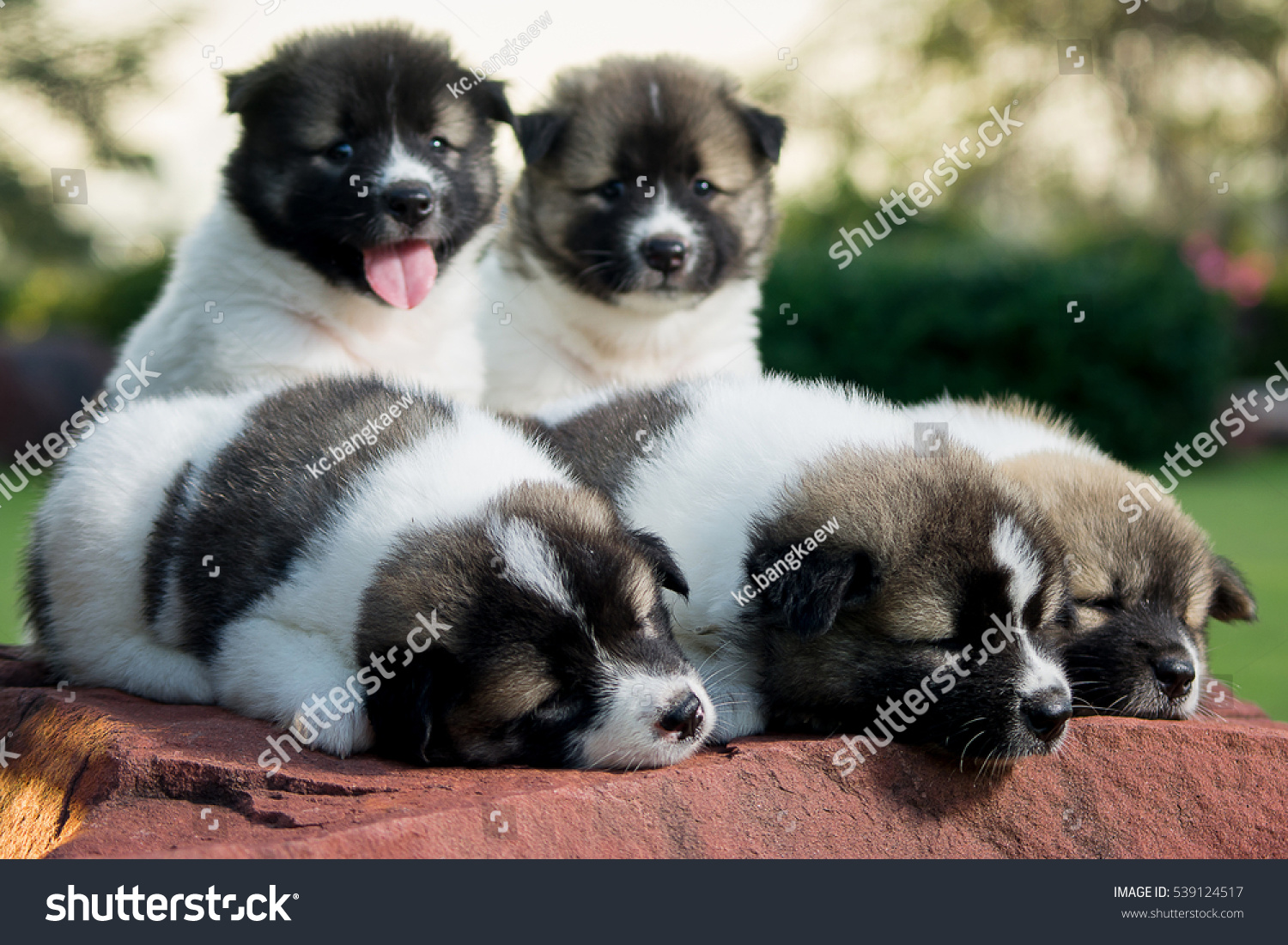 Thai Bangkaew Dog Puppy Animals Wildlife Stock Image 539124517