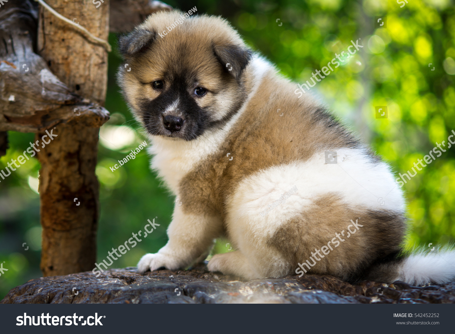 Thai Bangkaew Dog Puppy Animals Wildlife Stock Image 542452252