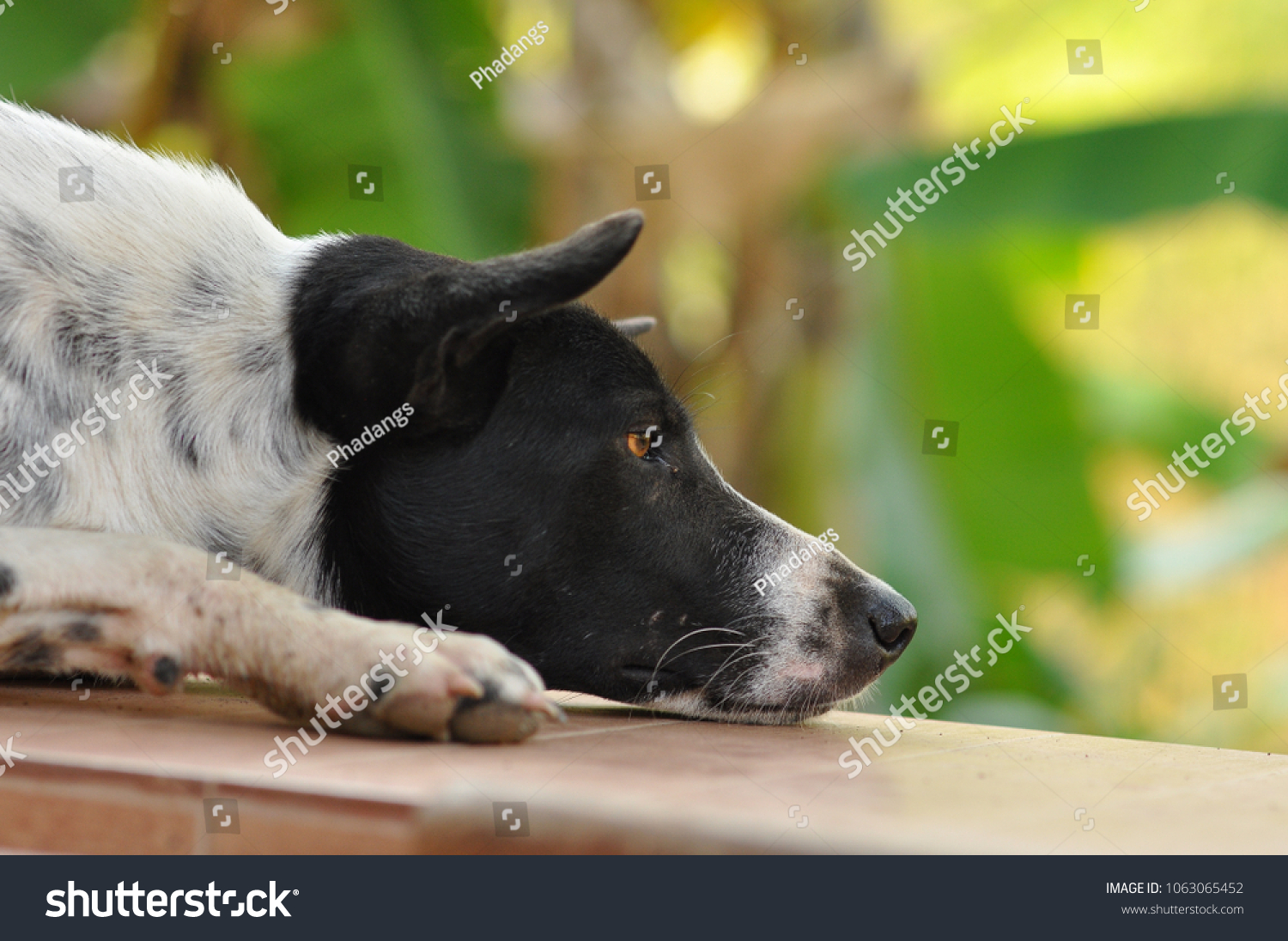 Thai Ridgeback Dog Have White Color Animals Wildlife Stock Image 1063065452