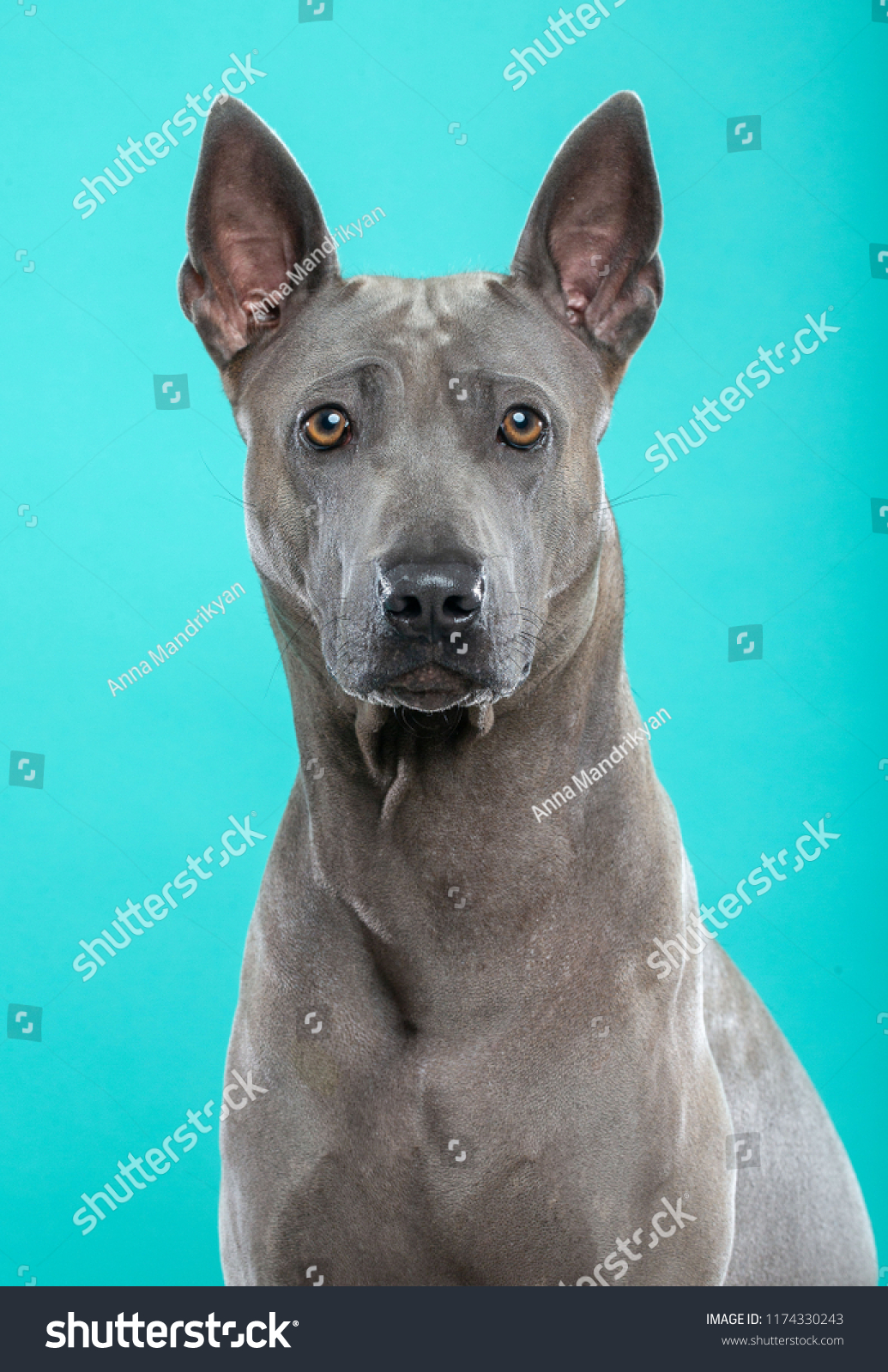 ridgeback blue