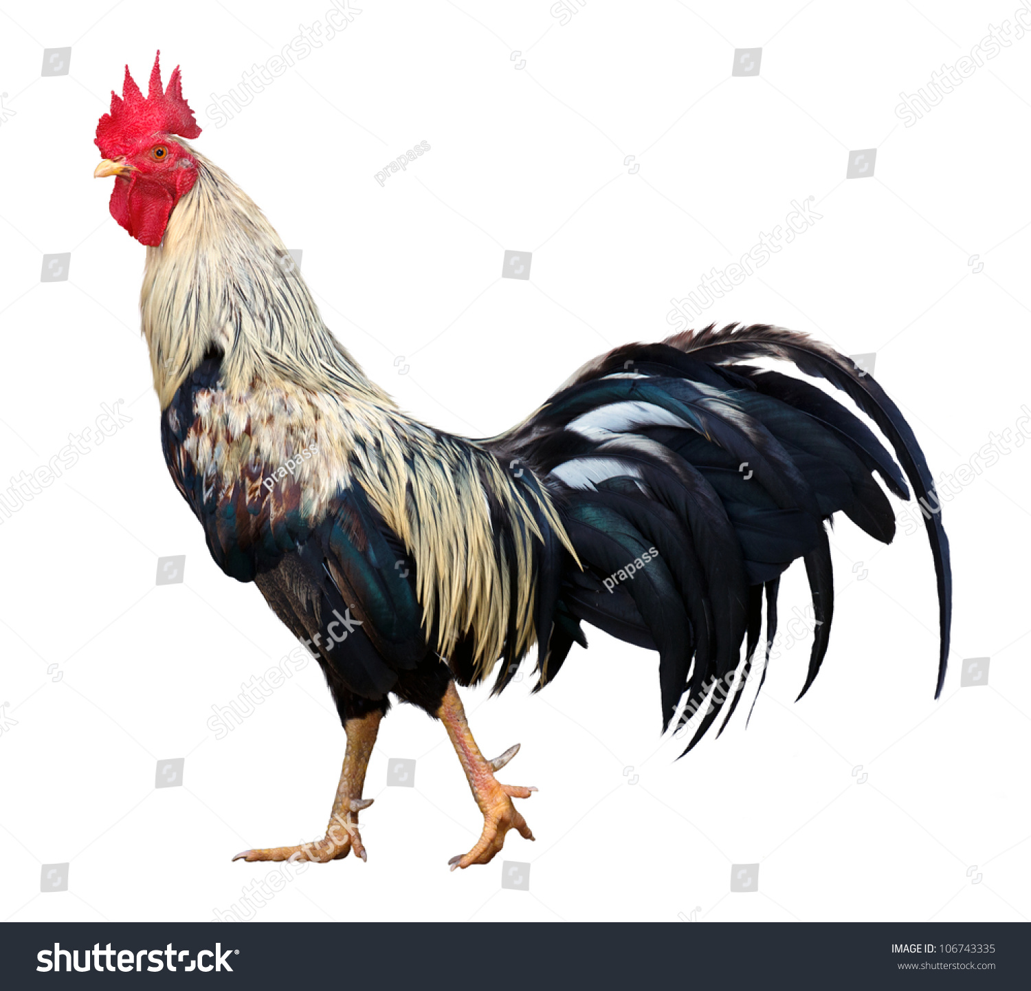 Thai Rooster On White Background Stock Photo 106743335 : Shutterstock