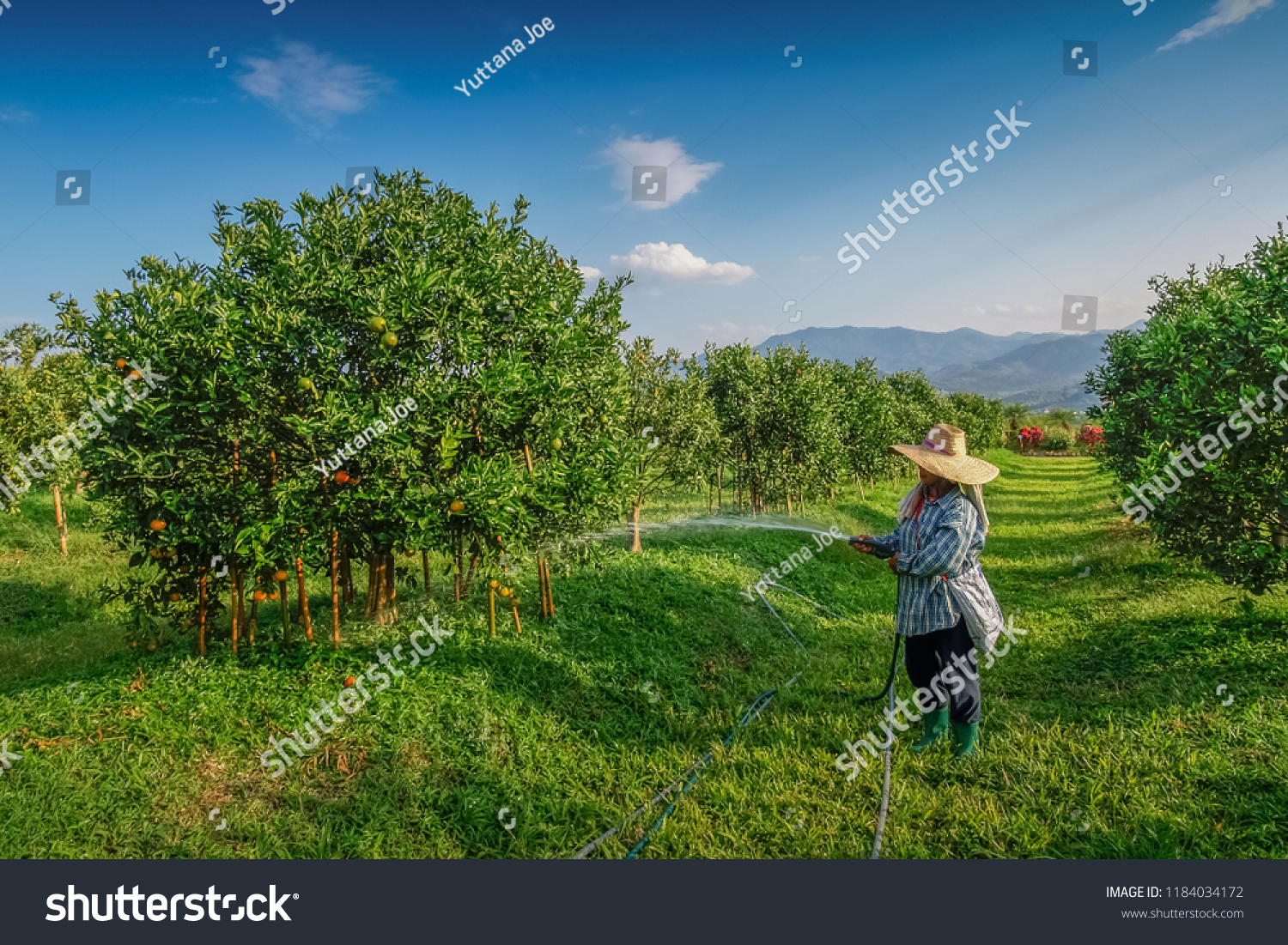 Download 930+ Background Information Of Orange Farm Paling Keren
