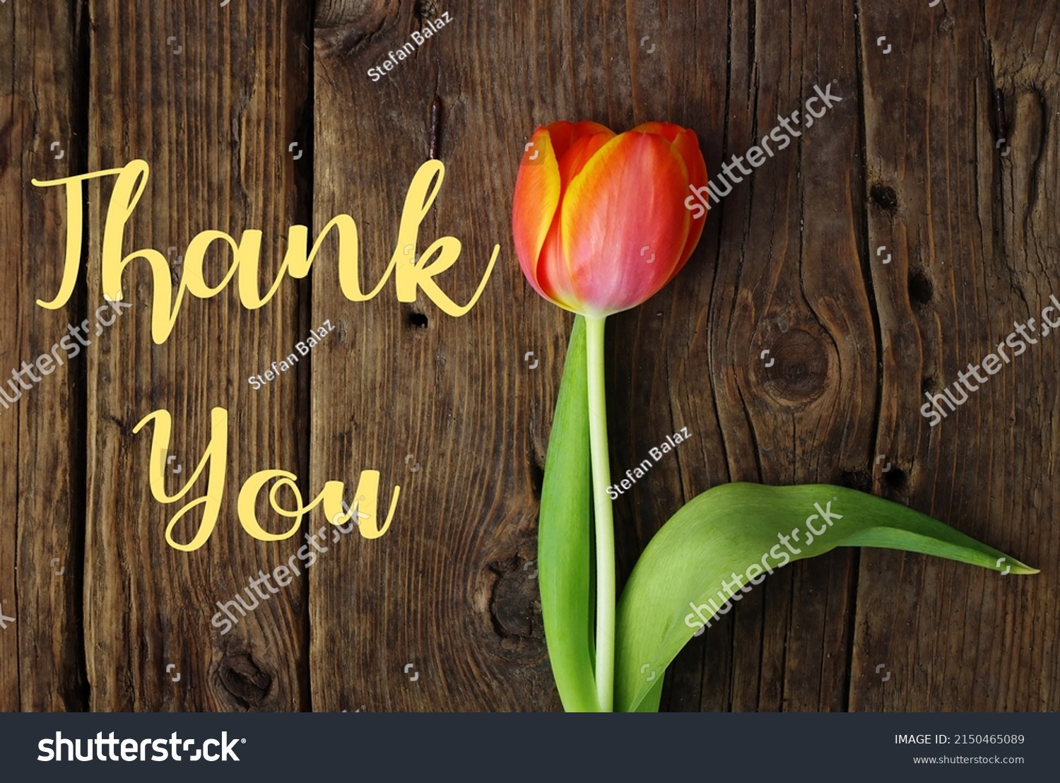 Thank You Message Orange Tulip On Stock Photo 2150465089 | Shutterstock