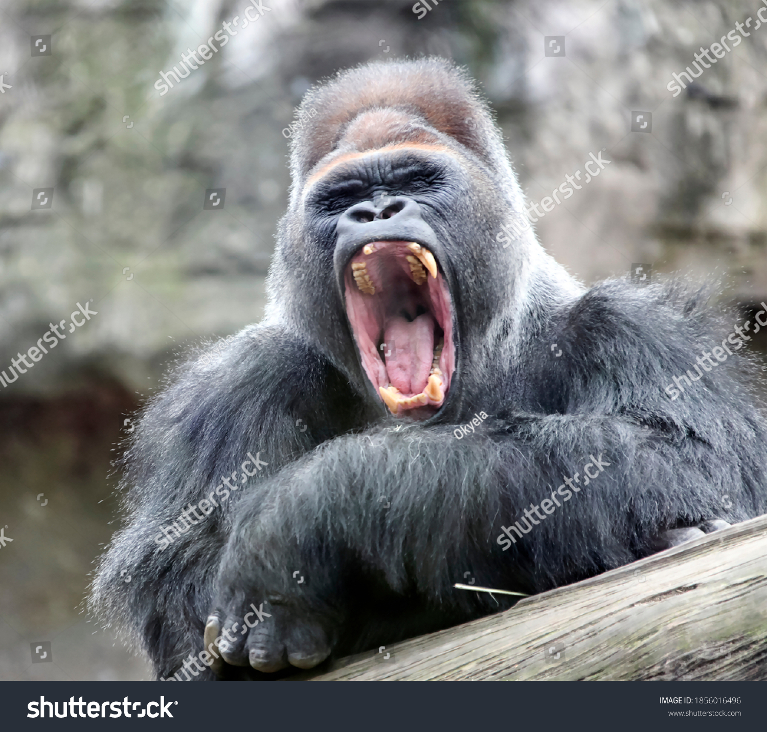 94 Gorilla yawning Images, Stock Photos & Vectors | Shutterstock