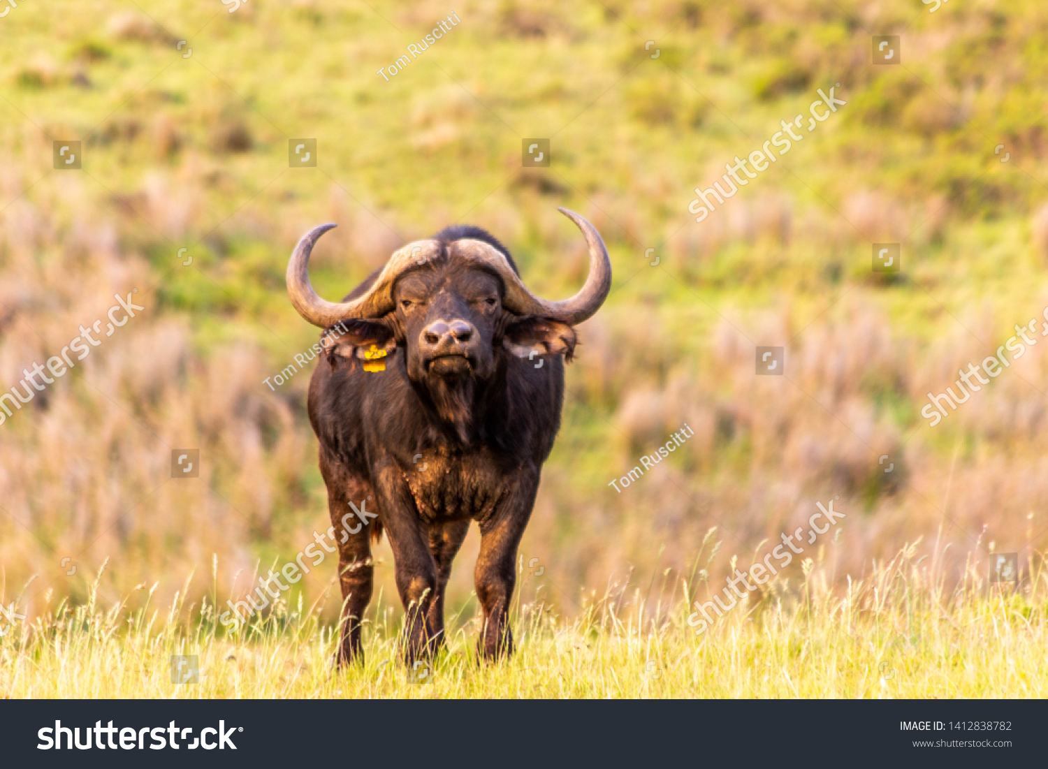 African Buffalo Cape Member Big Stock Photo Now)