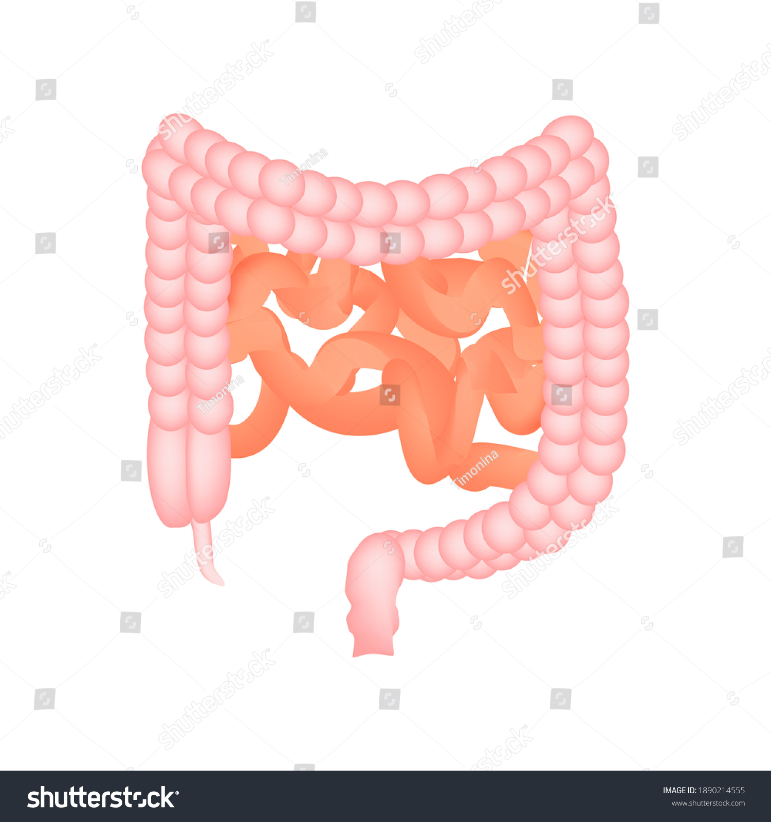 Anatomical Structure Intestine Colon Intestines Illustration Stock ...