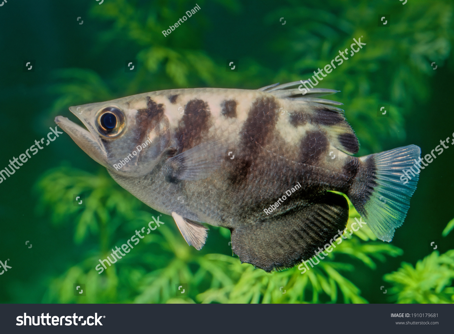 2,079 Brackish water fish Images, Stock Photos & Vectors | Shutterstock