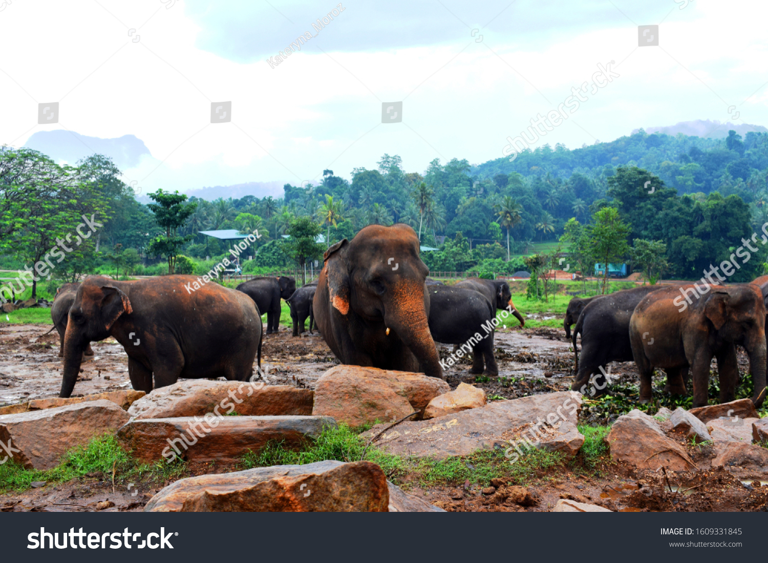 Asian Elephant Largest Living Land Animal Stock Photo Edit Now 1609331845