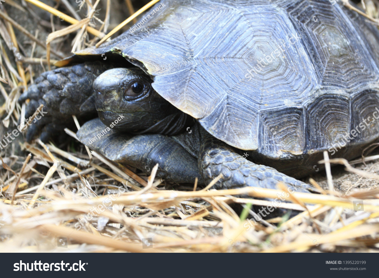 539 Asian giant tortoise Images, Stock Photos & Vectors | Shutterstock