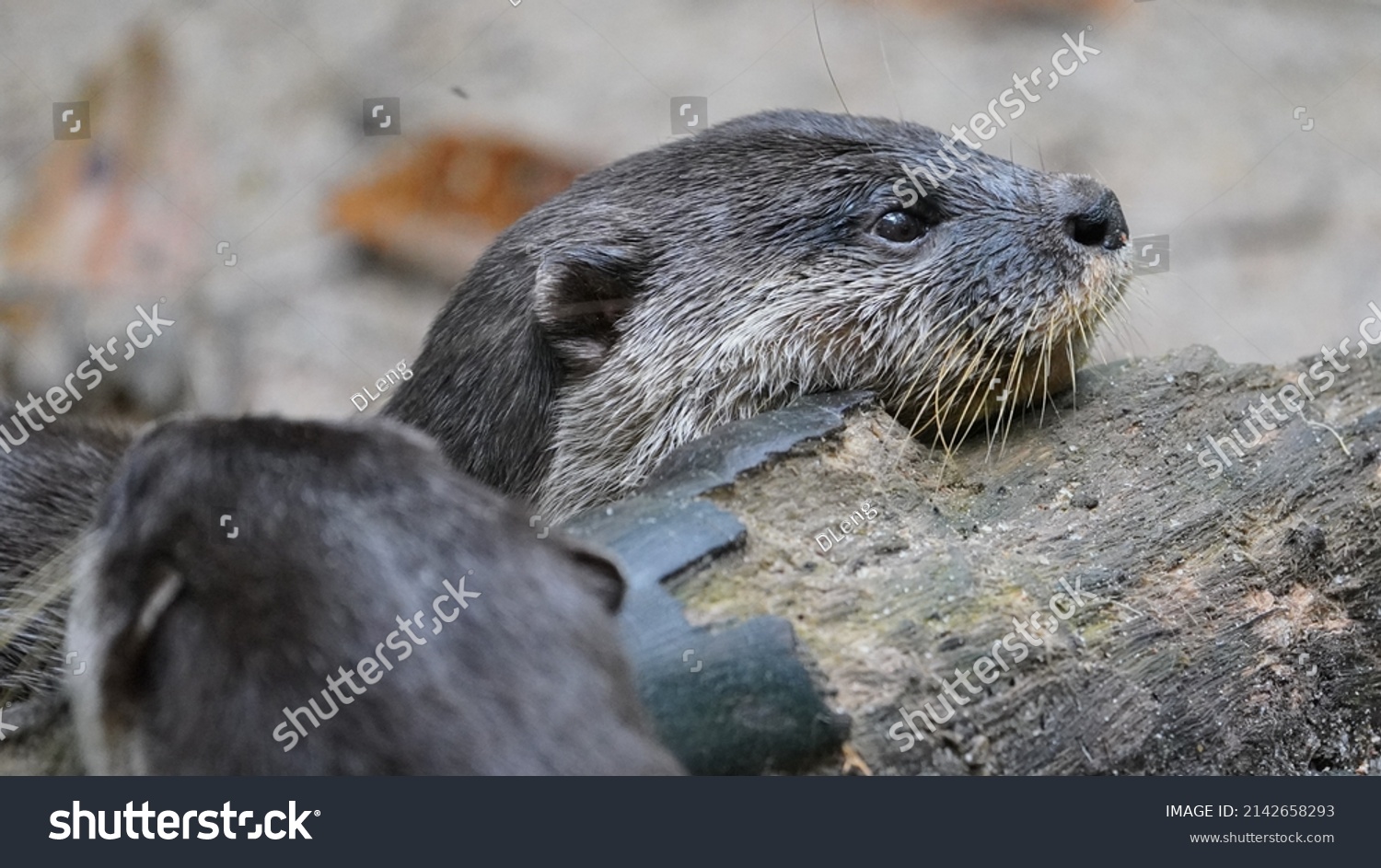 Asian Smallclawed Otter Native Southeast Asia Stock Photo 2142658293   Stock Photo The Asian Small Clawed Otter Is Native To Southeast Asia 2142658293 