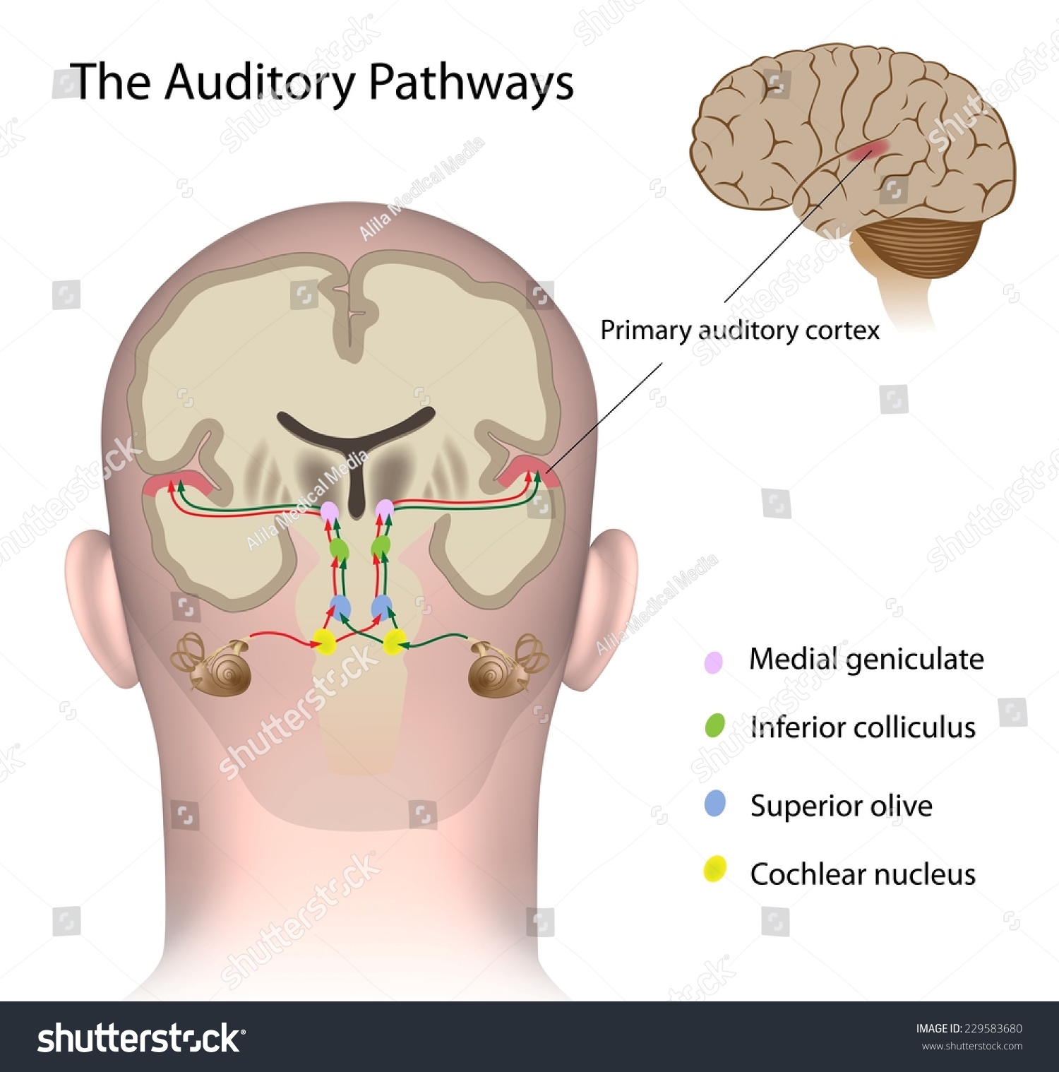 the-auditory-pathways-labeled-stock-photo-229583680-shutterstock