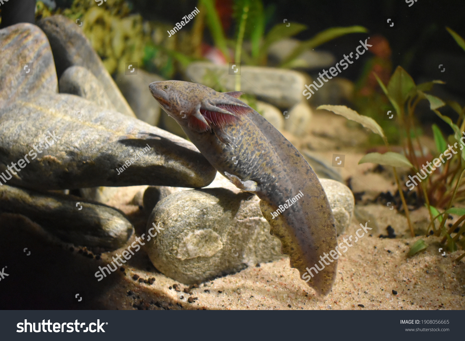 Axolotl Ambystoma Mexicanum Known Mexican Walking Stok Fotoğrafı ...