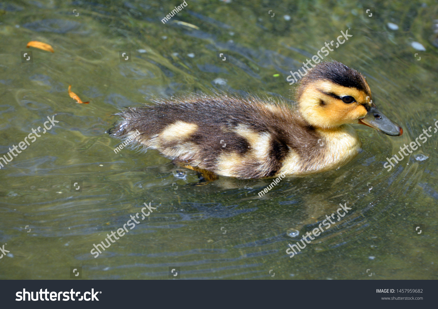 Baby dabbling