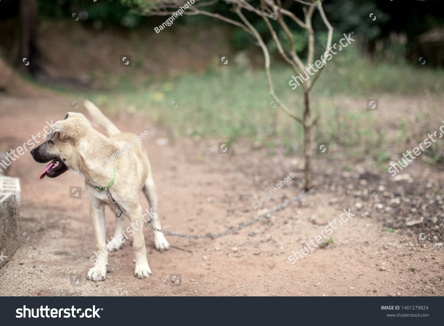 Download e-book Animals kept at home Free