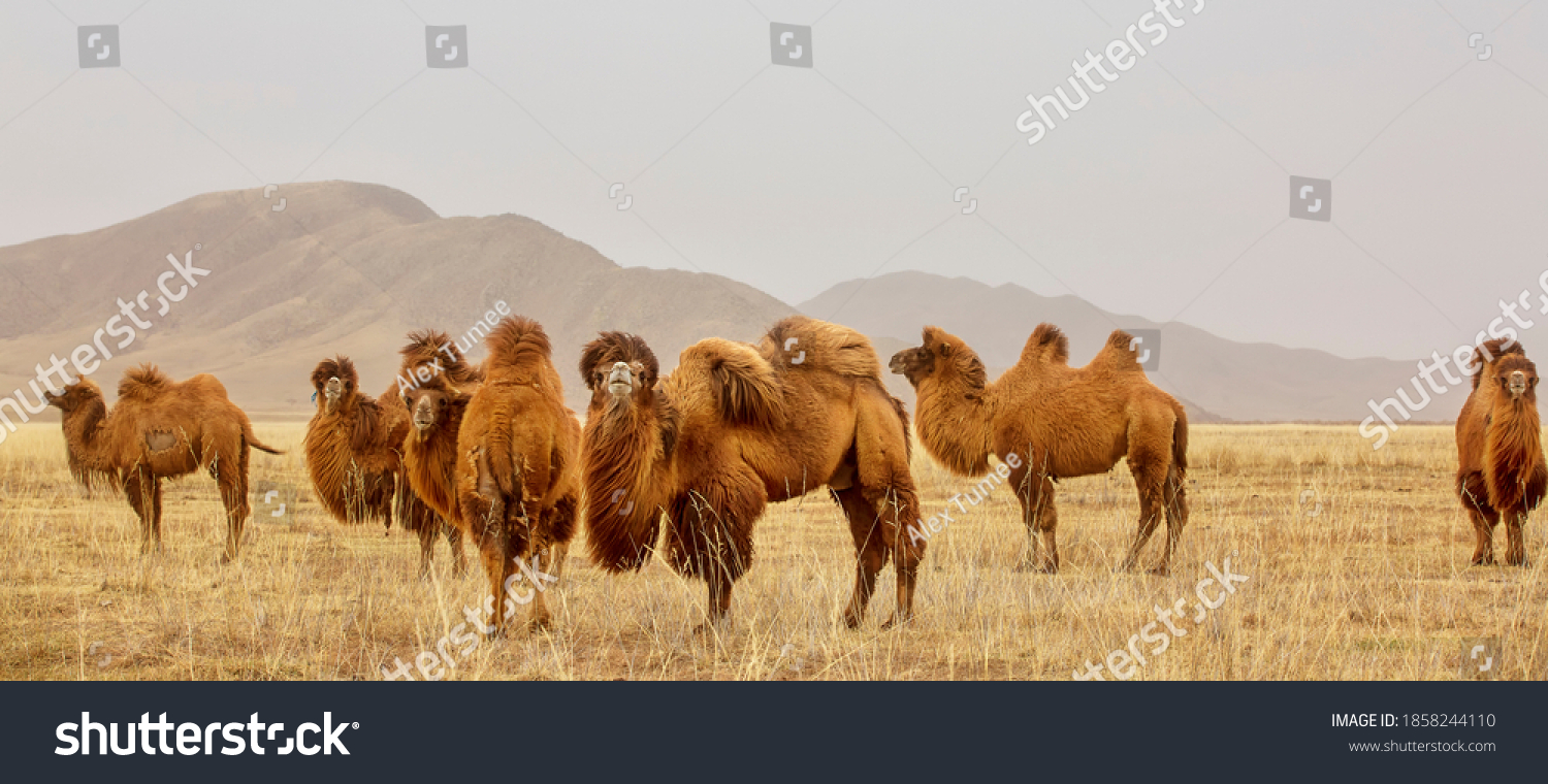 Bactrian Camel Images Stock Photos Vectors Shutterstock Bactrian Camel Images Stock Photos Vectors Shutterstock