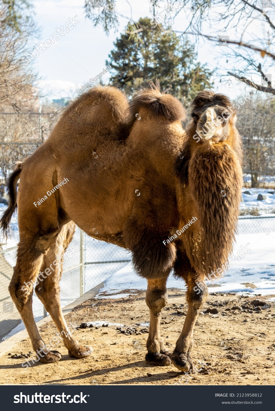 Bactrian Camel Camelus Bactrianus Known Mongolian Stock Photo 2123958812 Shutterstock Bactrian Camel Camelus Bactrianus Known Mongolian Stock Photo 2123958812 Shutterstock