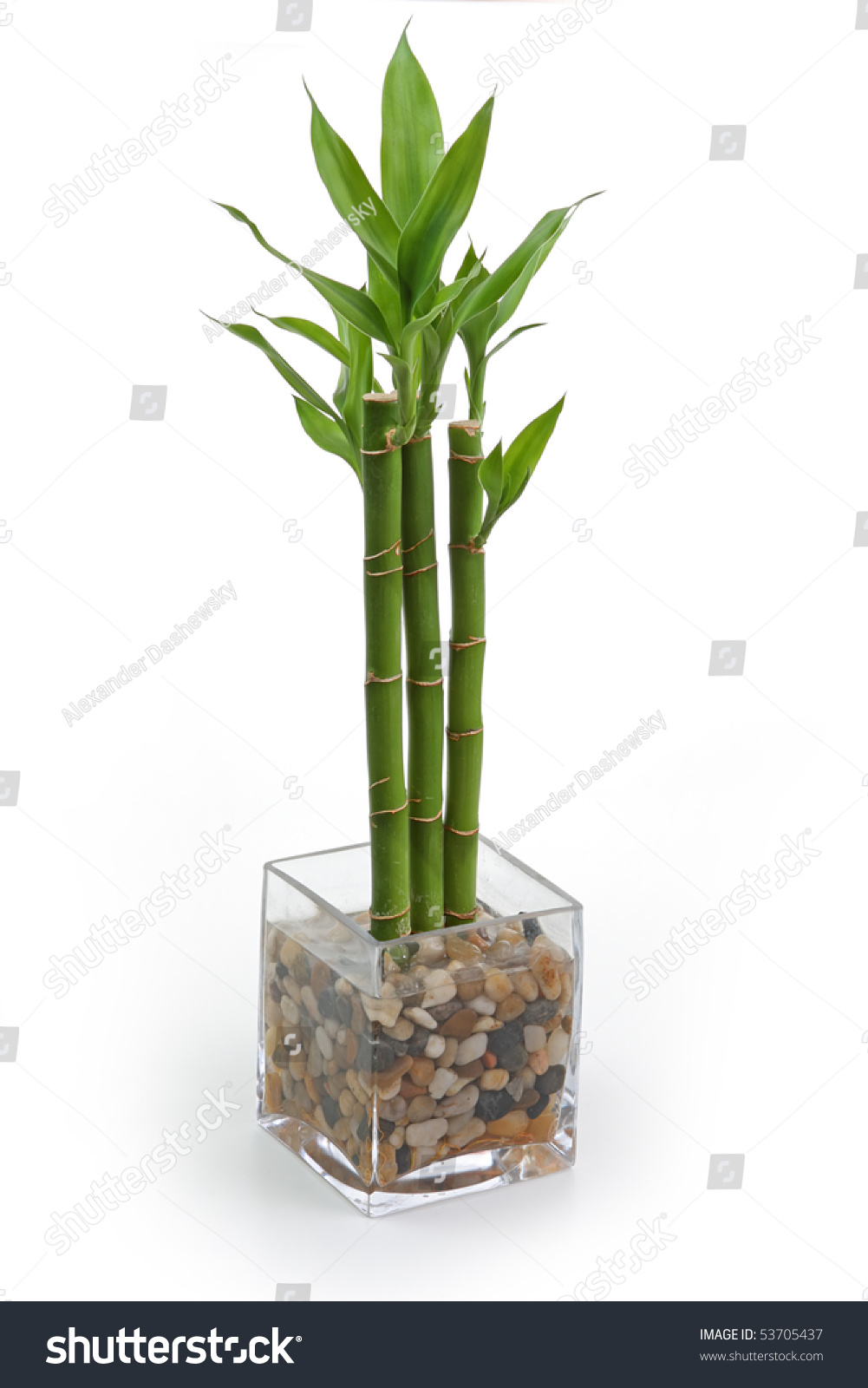  Bamboo  Plant  Pot  Isolated On White Stock Photo 53705437 