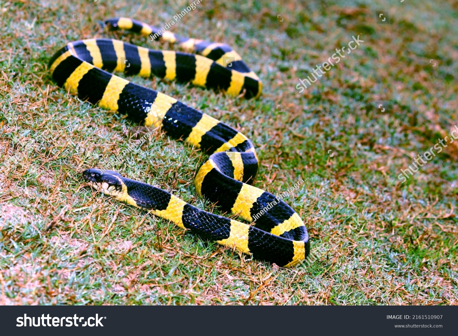 Banded Krait Species Elapid Snake Found Stock Photo 2161510907 ...