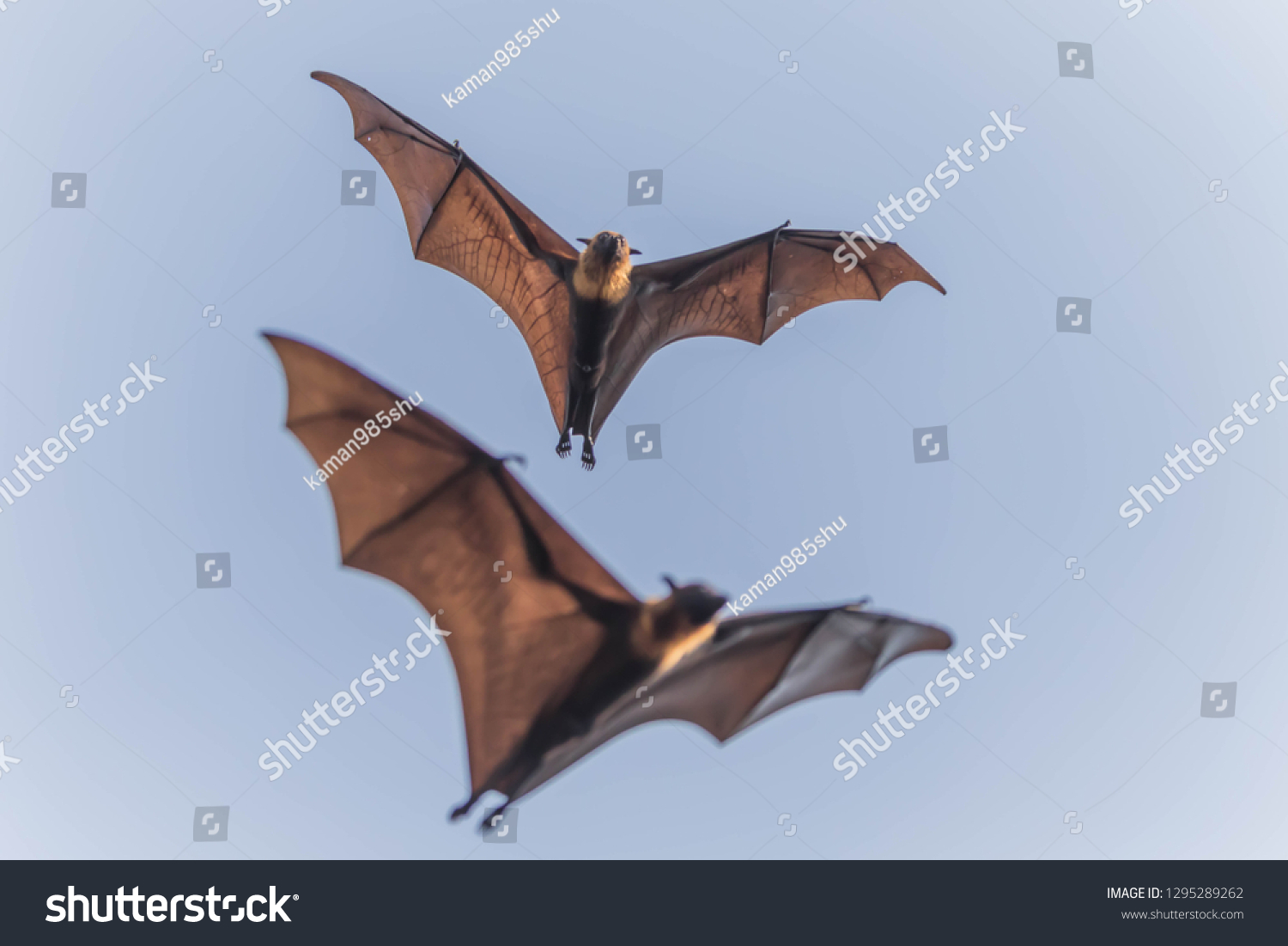 bat body