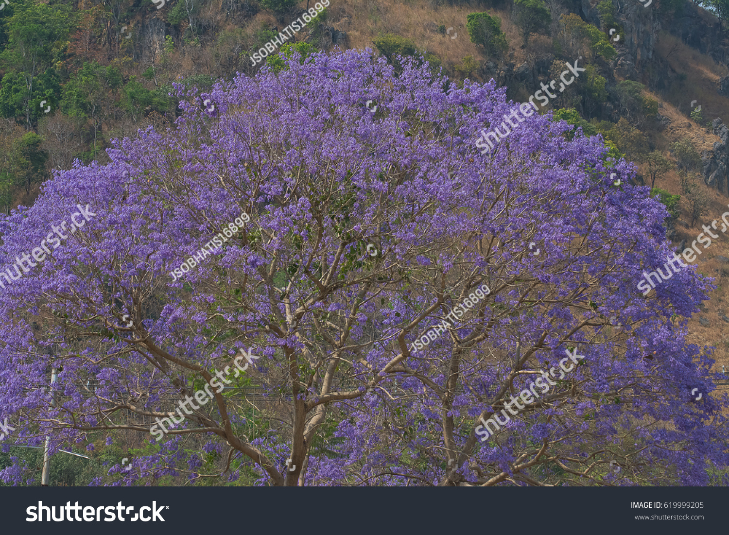 Beautiful Blue Flowers Tree Jacaranda Plant Stock Photo (Edit Now ...