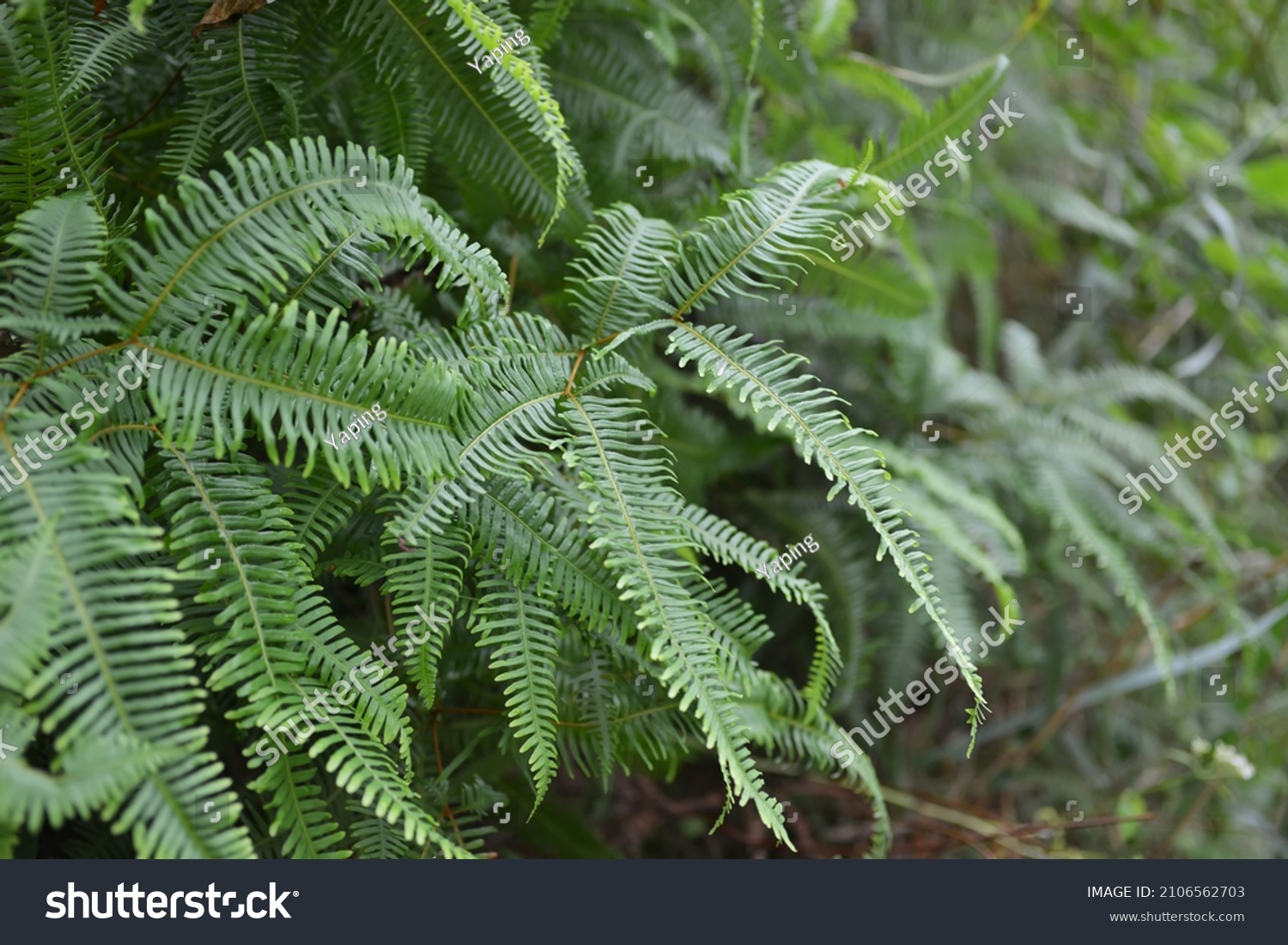 Beautiful Leaves Dicranopteris Dichotoma Very Beautiful Stock Photo ...