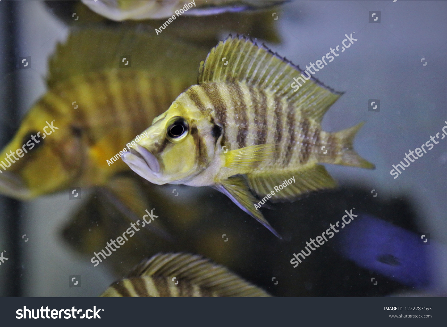 Beautiful Mpulungu Fire Fin Fish Freshwater 庫存照片(立刻編輯 