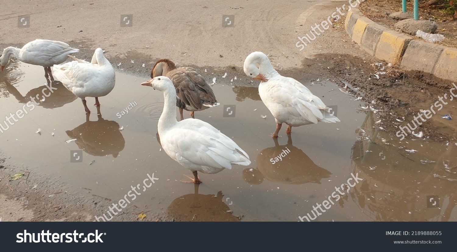3,774 Mud duck Images, Stock Photos & Vectors | Shutterstock