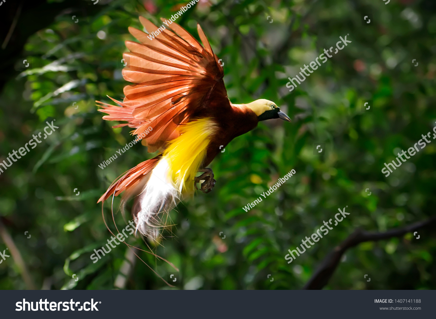 Beauty Bird Paradise Cendrawasih Animals Wildlife Stock Image 1407141188