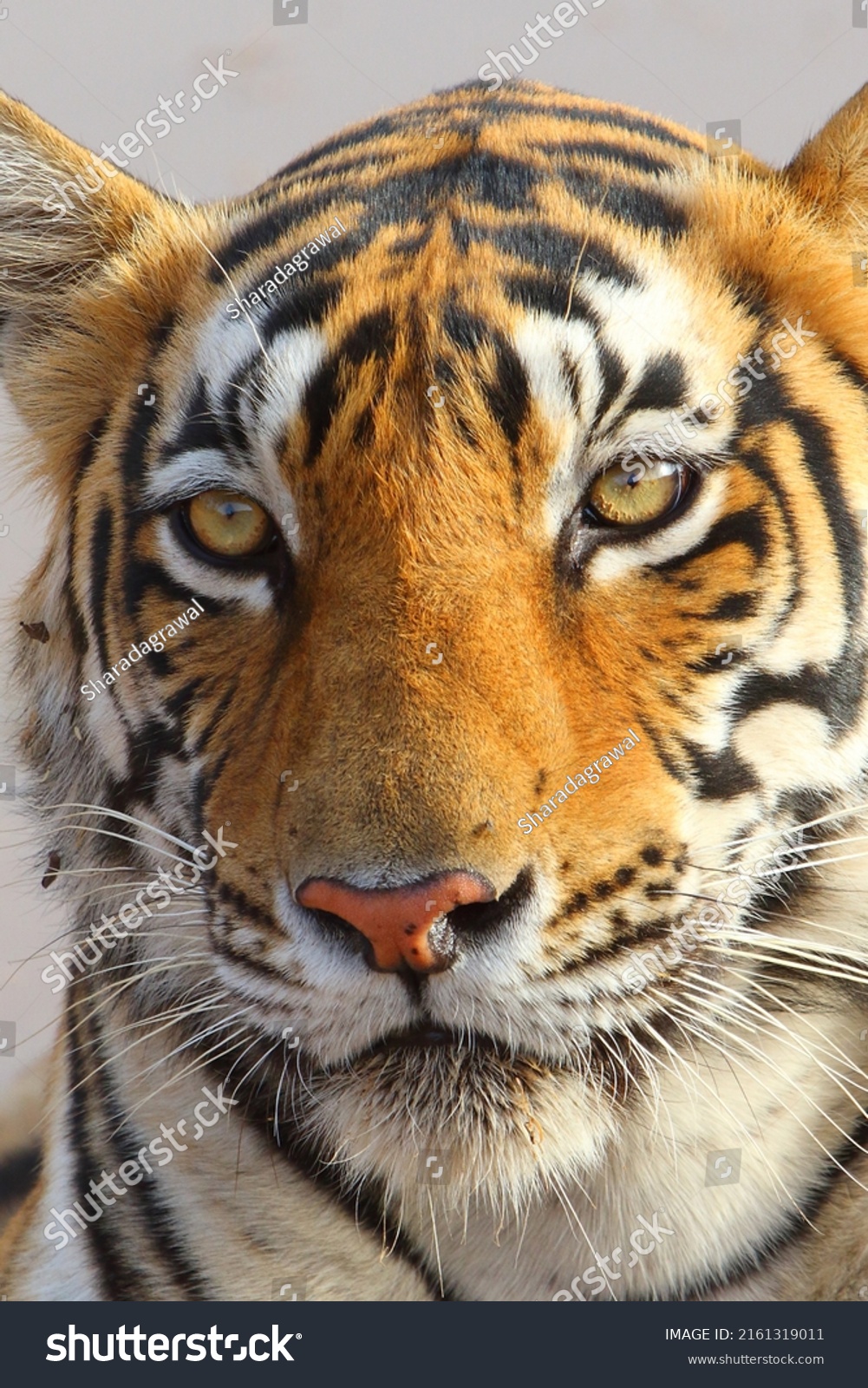 Bengal Tiger Population Panthera Tigris Tigris Stock Photo 2161319011