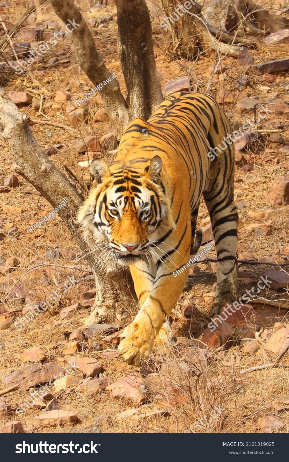 Bengal Tiger Population Panthera Tigris Tigris Stock Photo 2161319025