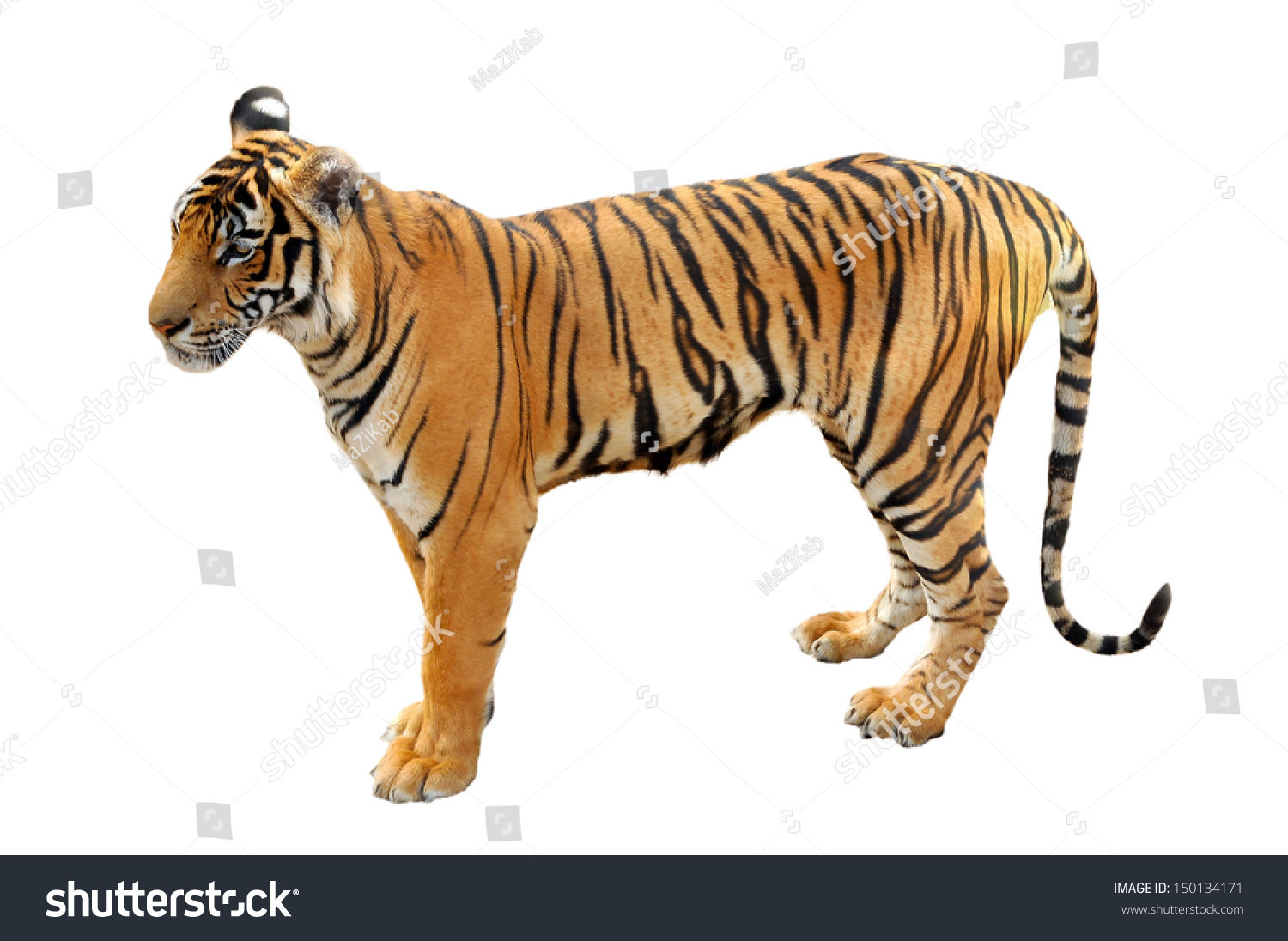 Bengal Tiger Most Numerous Tiger Subspecies Foto de stock 150134171