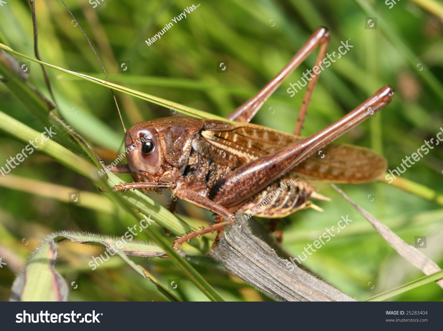 The Big Brown Grasshopper Sits In A Green Grass Stock Photo 25283404 ...