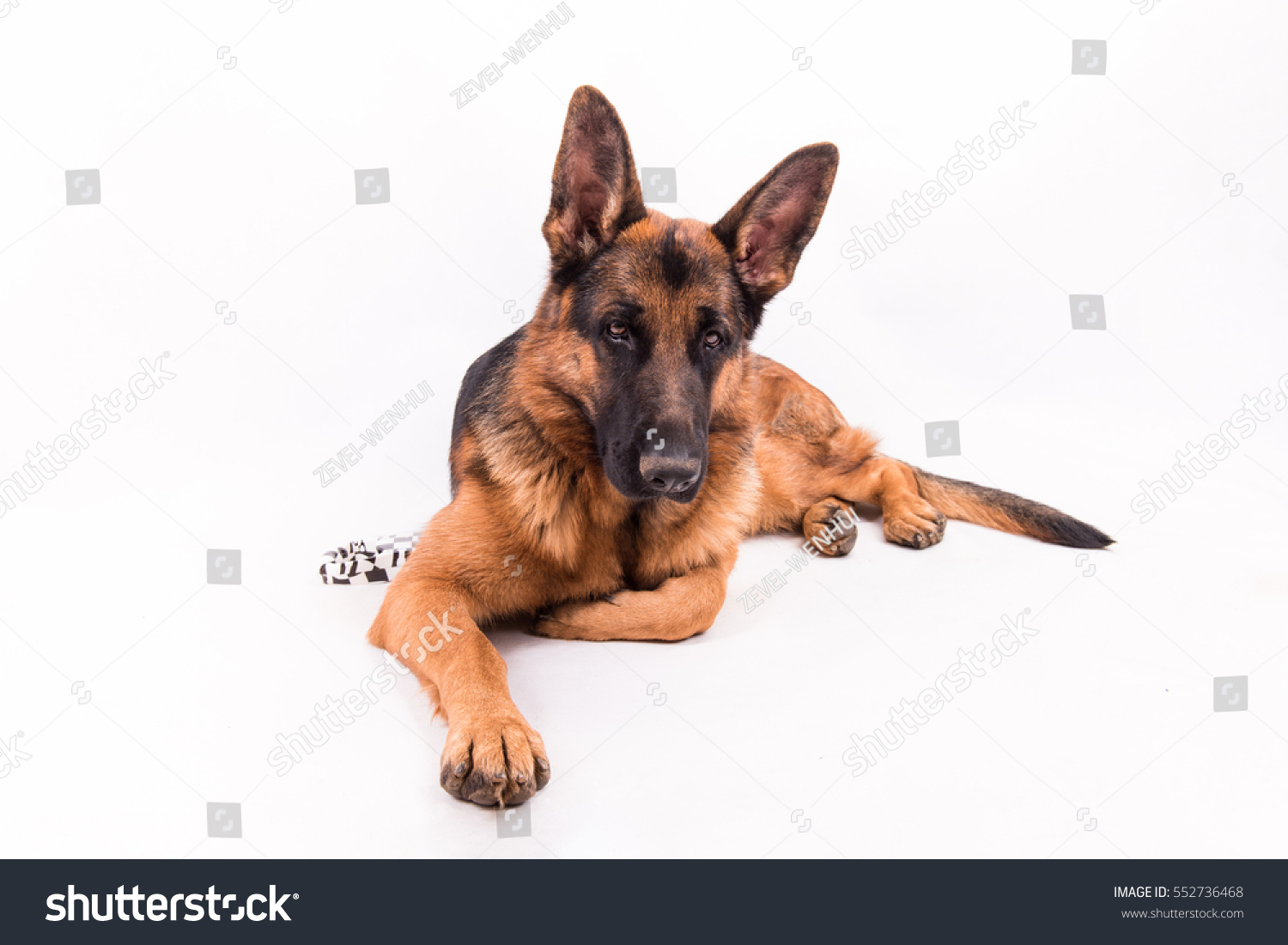 Big Dog Lying Prone Stock Photo (Edit Now) 552736468