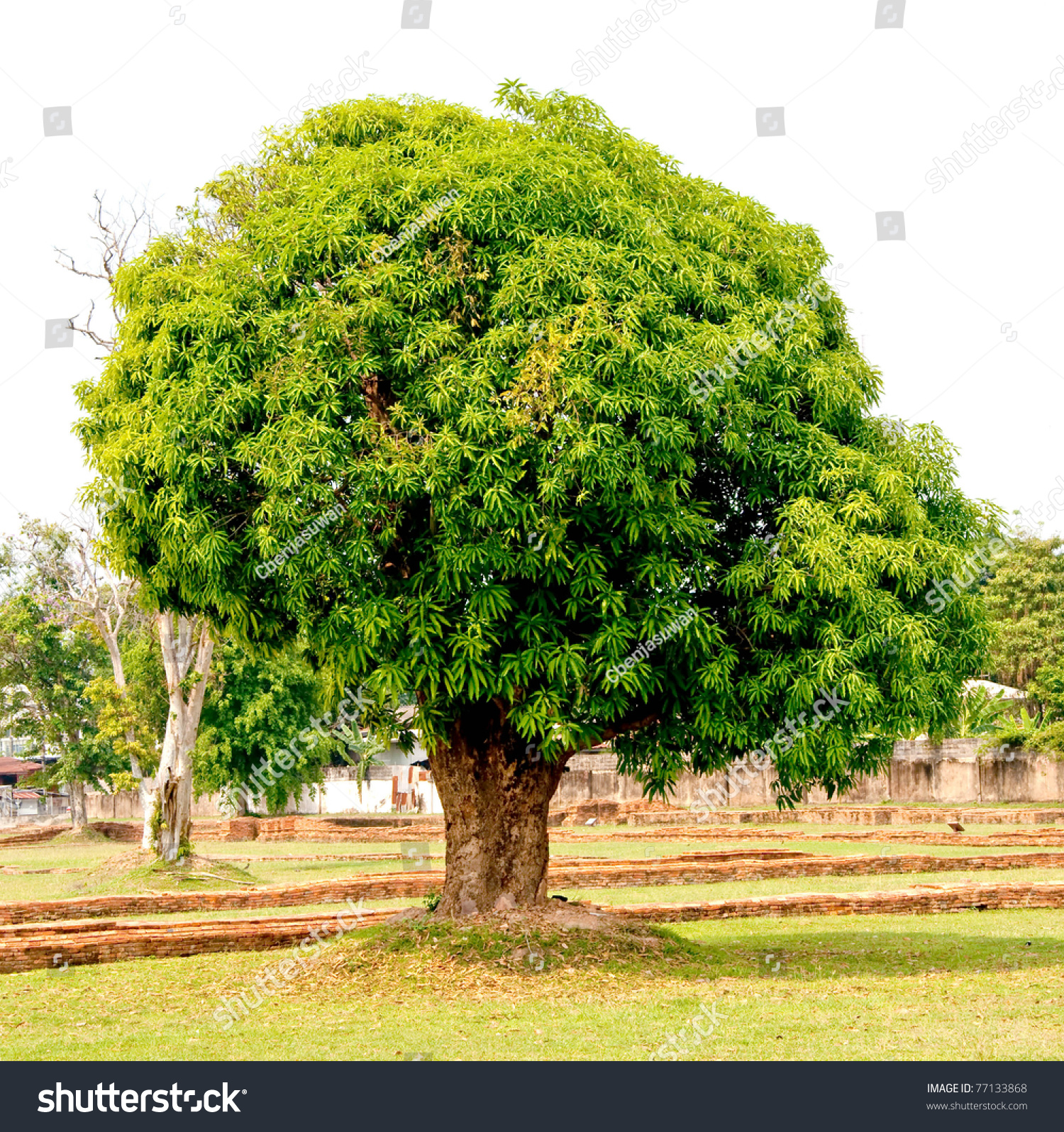 The Big Green Tree Stock Photo 77133868 : Shutterstock