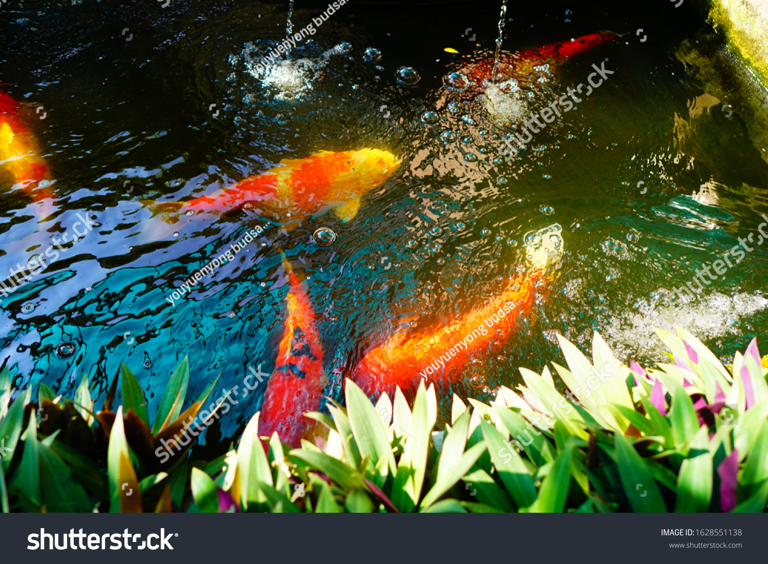 Big Koi Fish Thailand Stockfoto Jetzt Bearbeiten