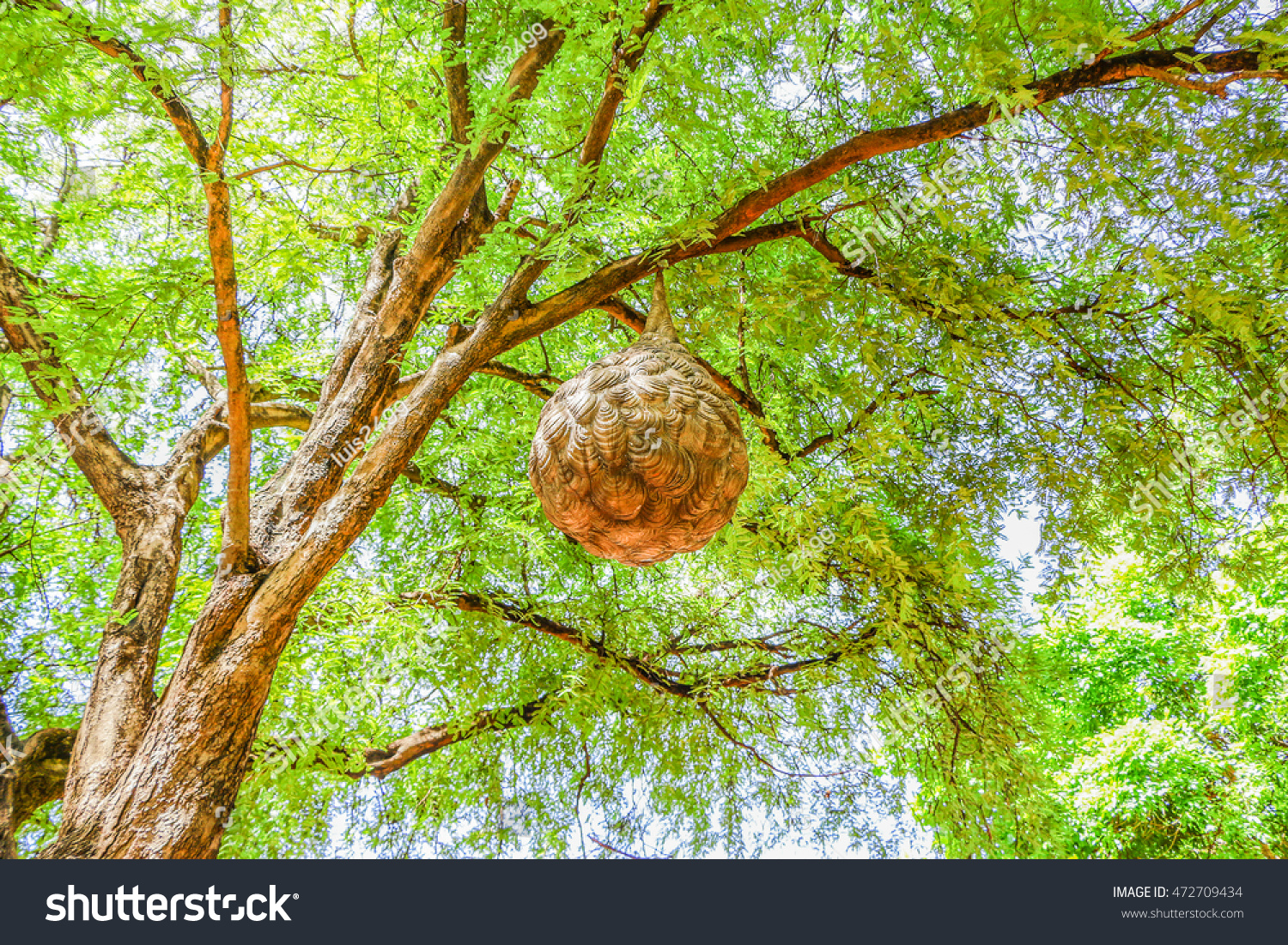 Big Per Nest Tamarind Tree Stock Photo Edit Now