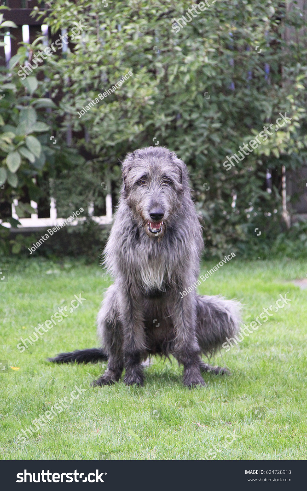 Shaggy dog breed