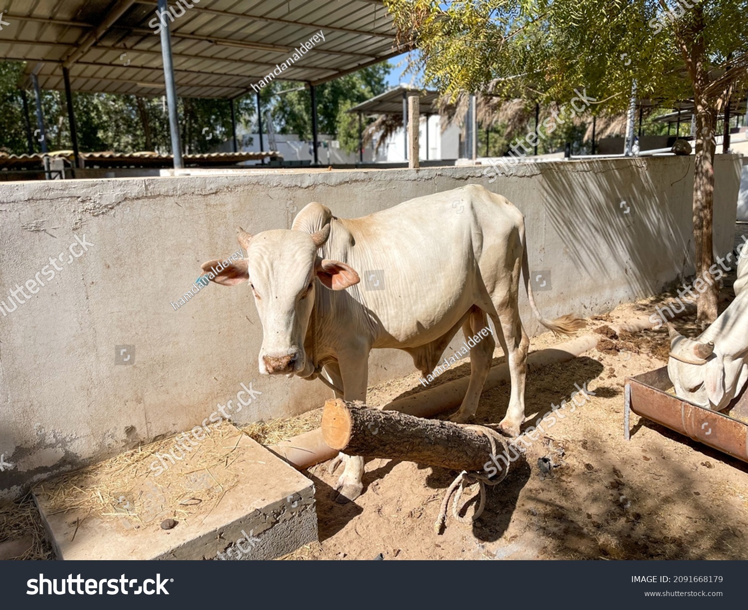 Big White Bull Huge Stock Photo 2091668179 | Shutterstock