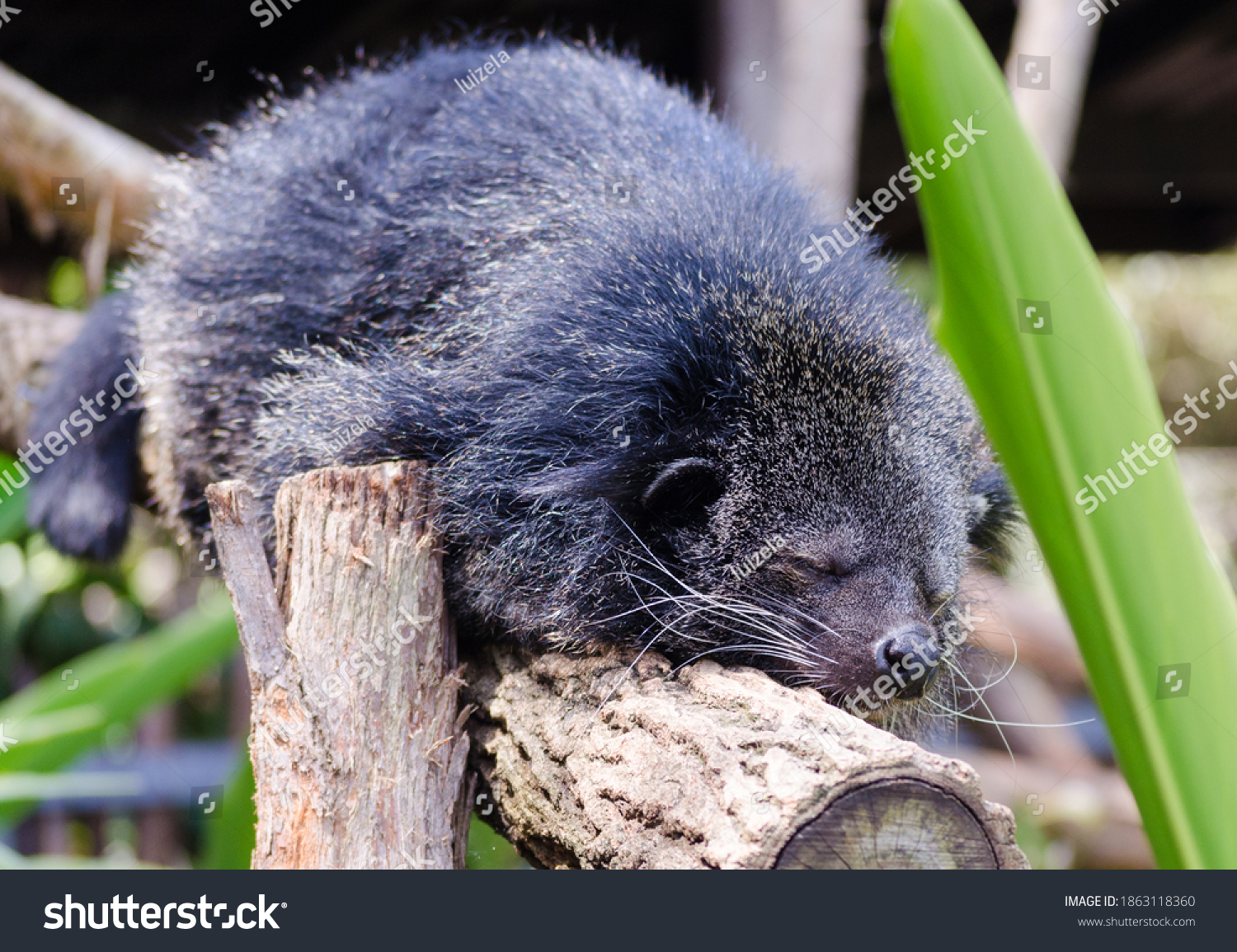 Binturong Arctictis Binturong Known Bearcat Stock Photo 1863118360 ...