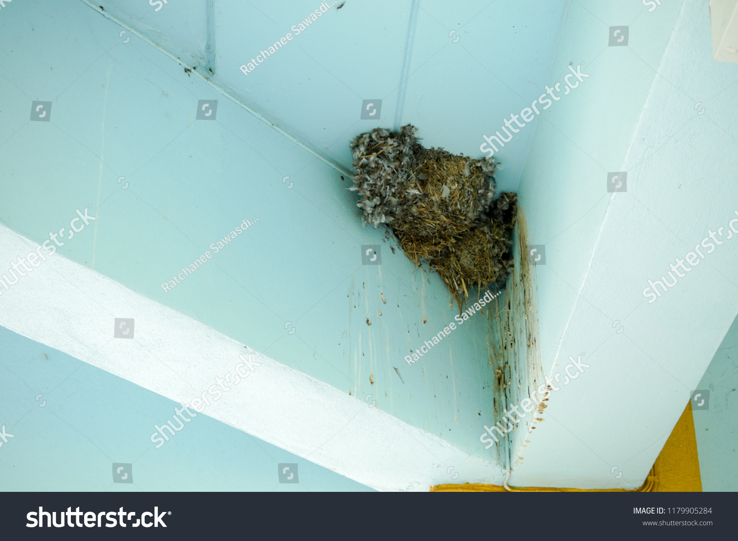 Bird Nest Corner Blue Ceiling Stock Photo Edit Now 1179905284