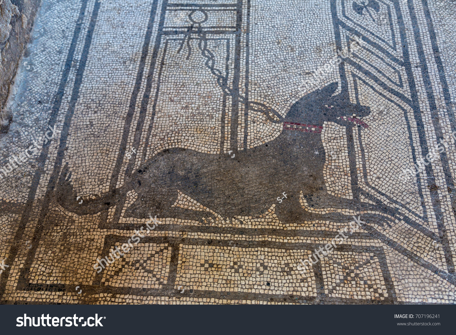 Black Mosaic Dog Pompeii City Destroyed Stock Photo Edit Now